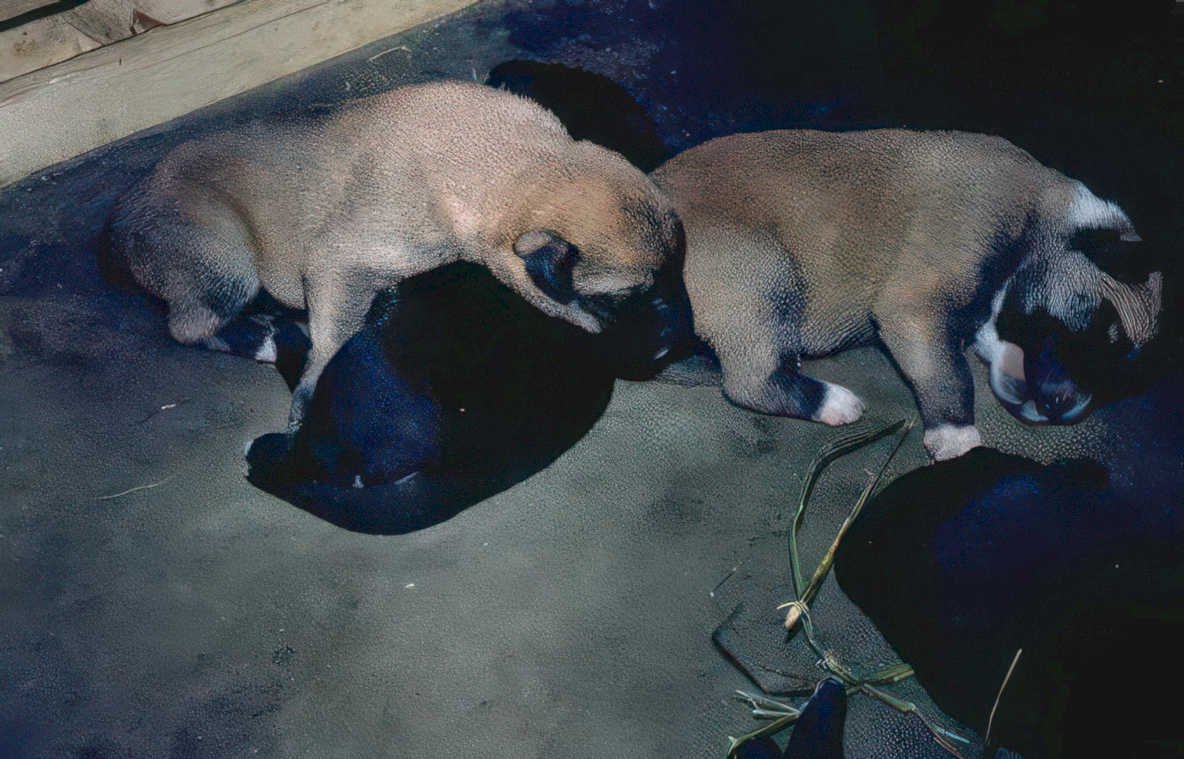 puppies cluster dusk Vintage A4 Photo Print