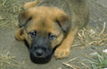 puppy dog sad Vintage A4 Photo Print