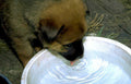 puppy drinking bowl Vintage A4 Photo Print