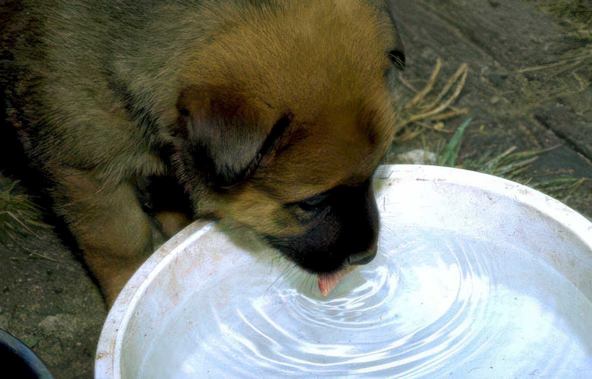 puppy drinking bowl Vintage A4 Photo Print