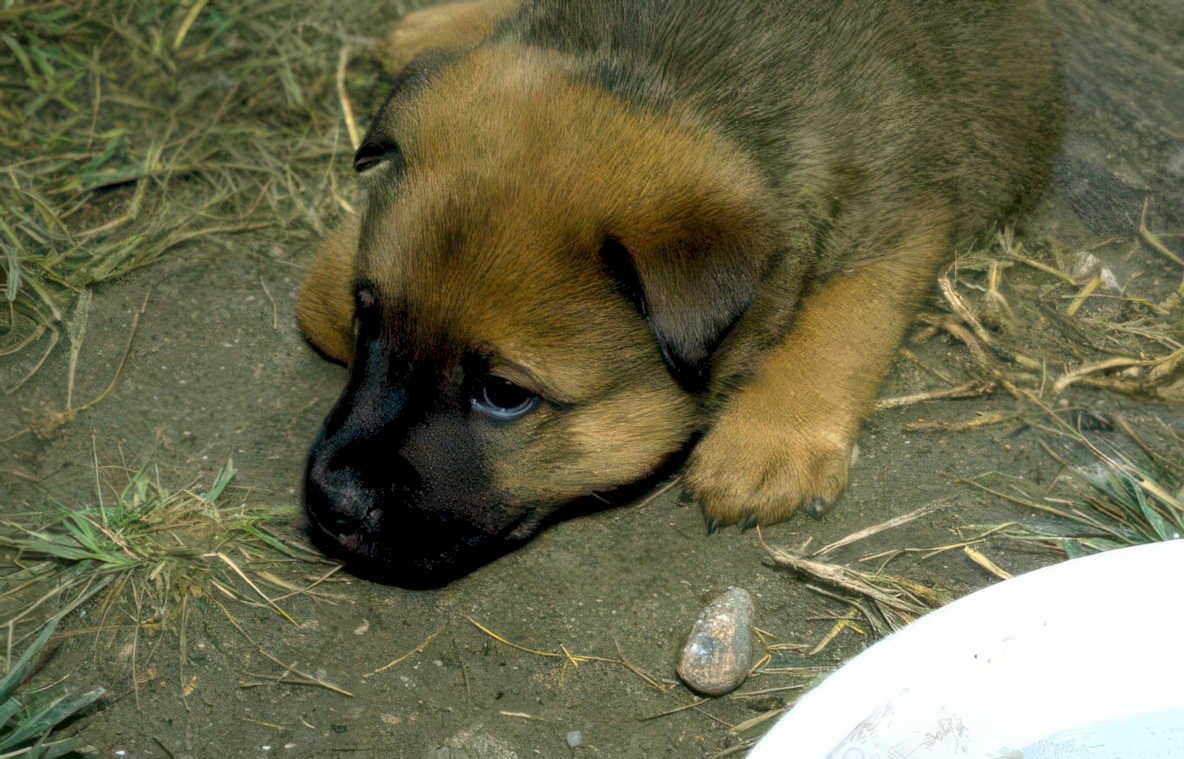 puppy german shepherd 1 Vintage A4 Photo Print