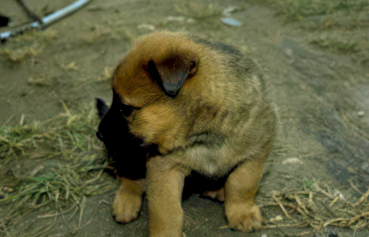 puppy german shepherd 2 Vintage A4 Photo Print