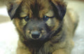 puppy german shepherd 3 Vintage A4 Photo Print