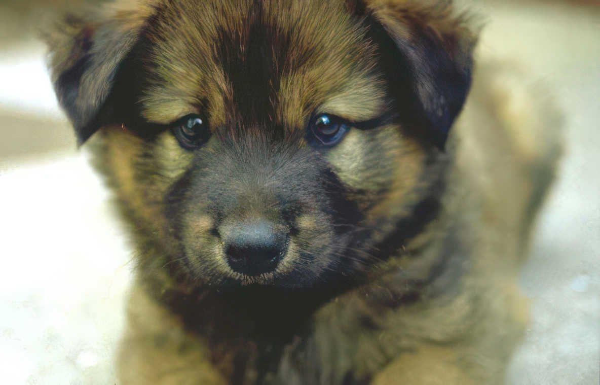 puppy german shepherd 3 Vintage A4 Photo Print