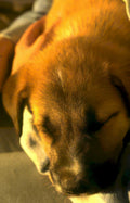puppy golden rest Vintage A4 Photo Print