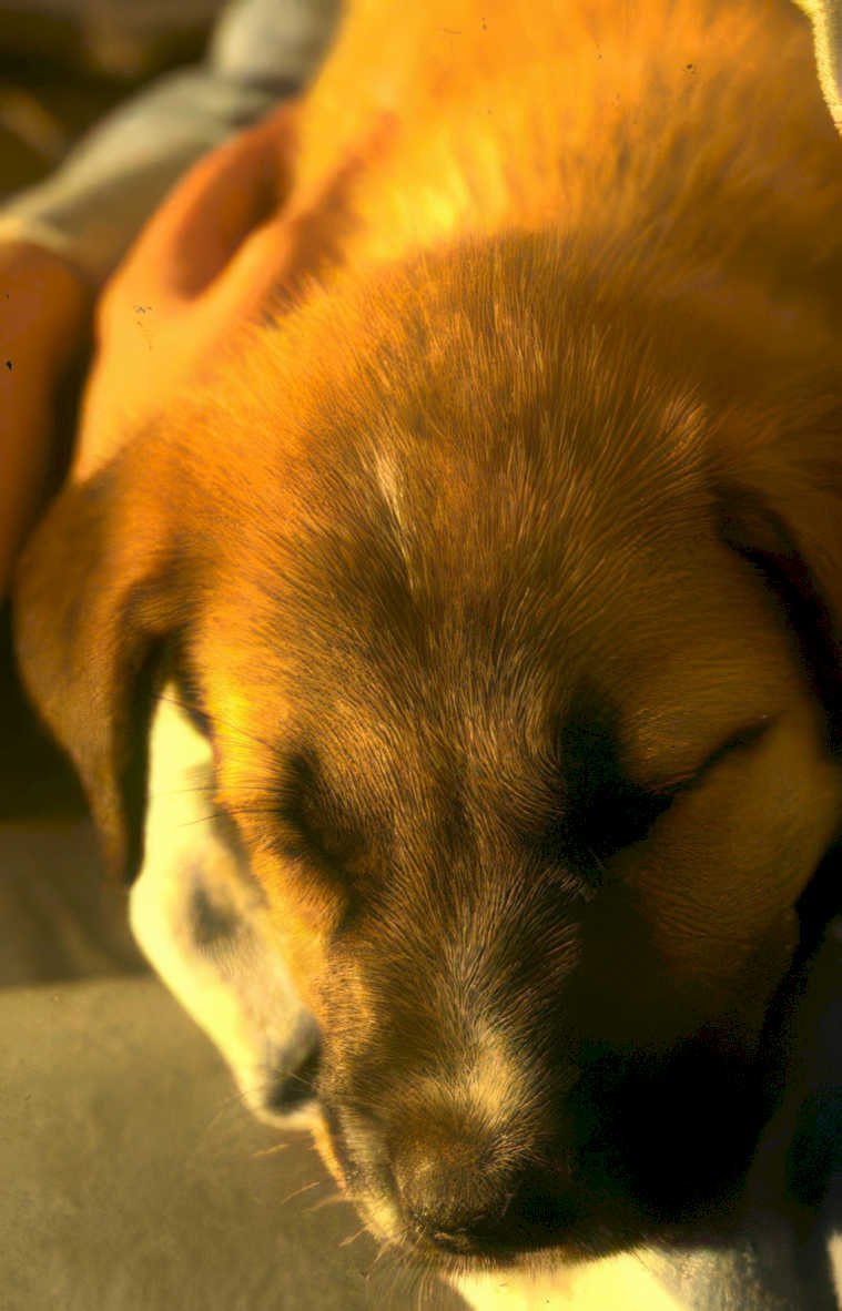 puppy golden rest Vintage A4 Photo Print