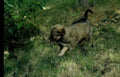 puppy grass running Vintage A4 Photo Print