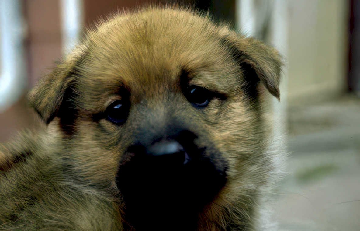 puppy portrait brown Vintage A4 Photo Print