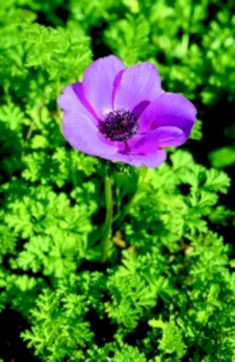 purple anemone fern1980s 1990s A4 Photo Print