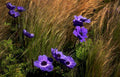 purple anemone flowers1980s 1990s A4 Photo Print