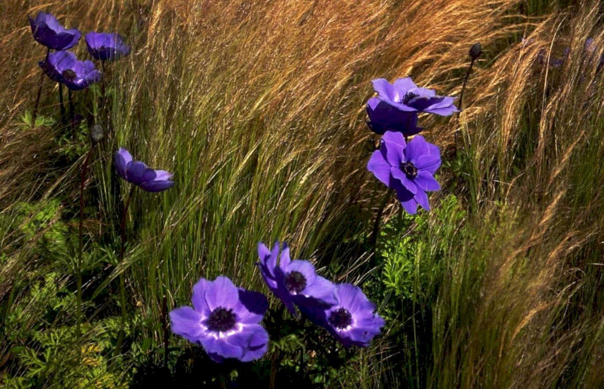 purple anemone flowers1980s 1990s A4 Photo Print