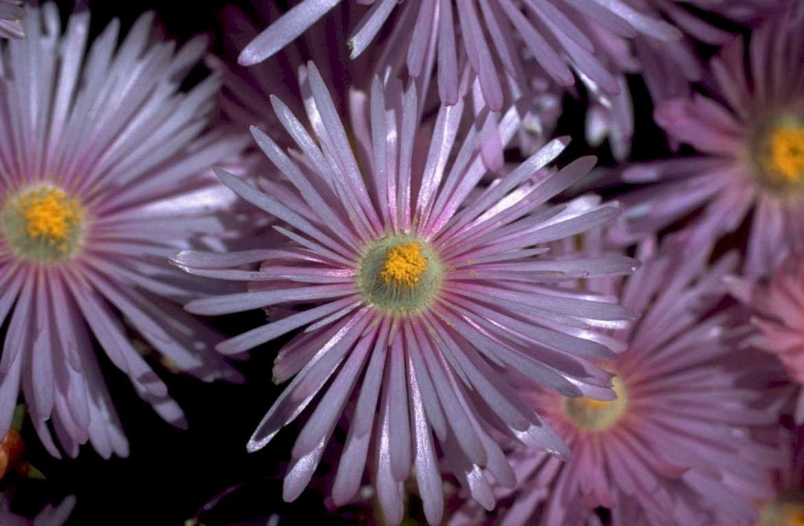 purple aster bloom1980s 1990s A4 Photo Print