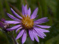 purple aster flower1980s 1990s A4 Photo Print