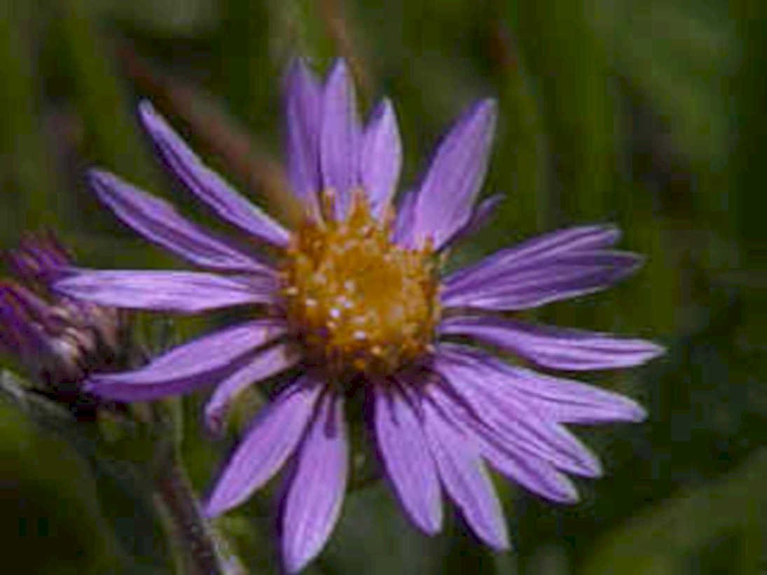 purple aster flower1980s 1990s A4 Photo Print