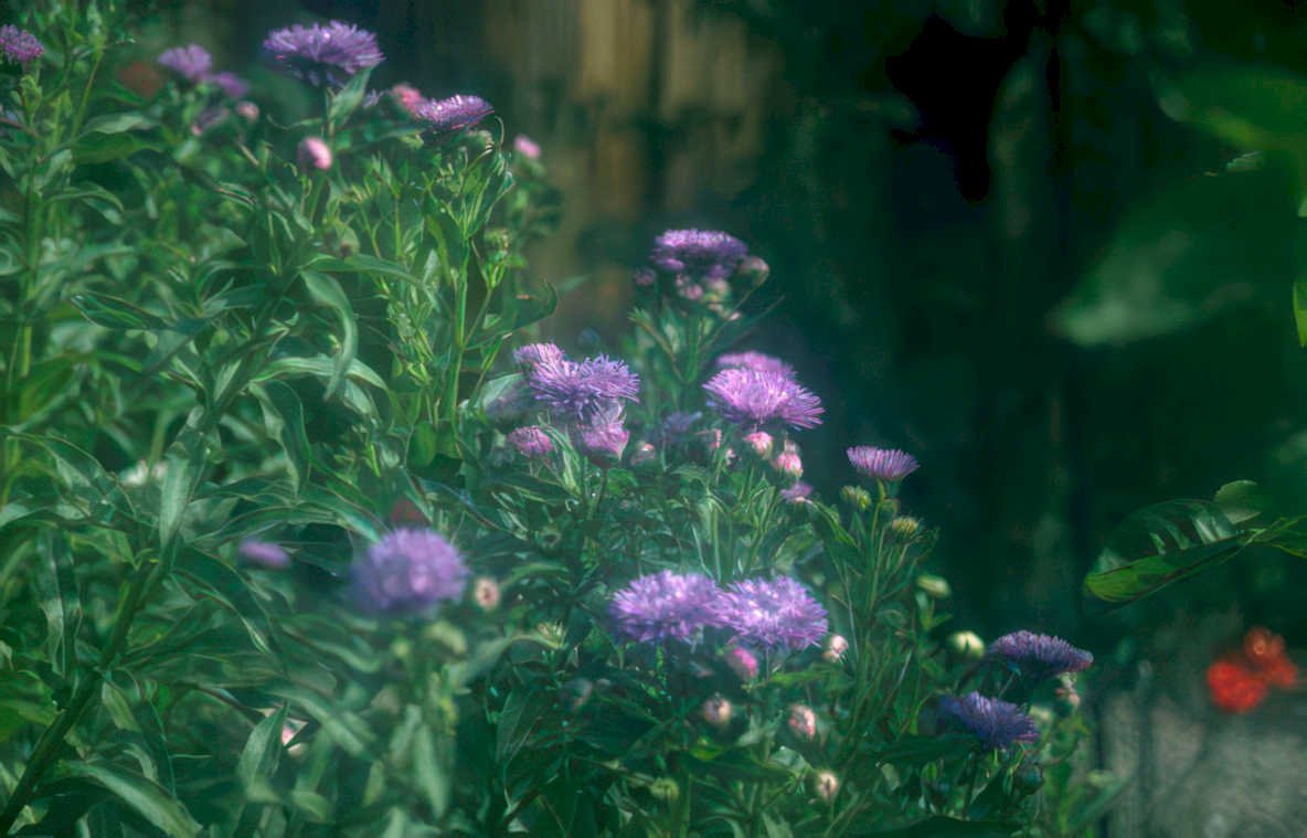 purple aster flowers 2 Vintage A4 Photo Print