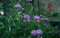 purple aster flowers 3 Vintage A4 Photo Print