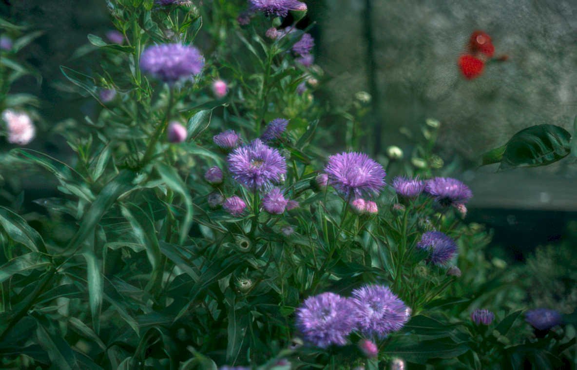 purple aster flowers 3 Vintage A4 Photo Print