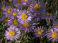 purple aster flowers1980s 1990s A4 Photo Print 42