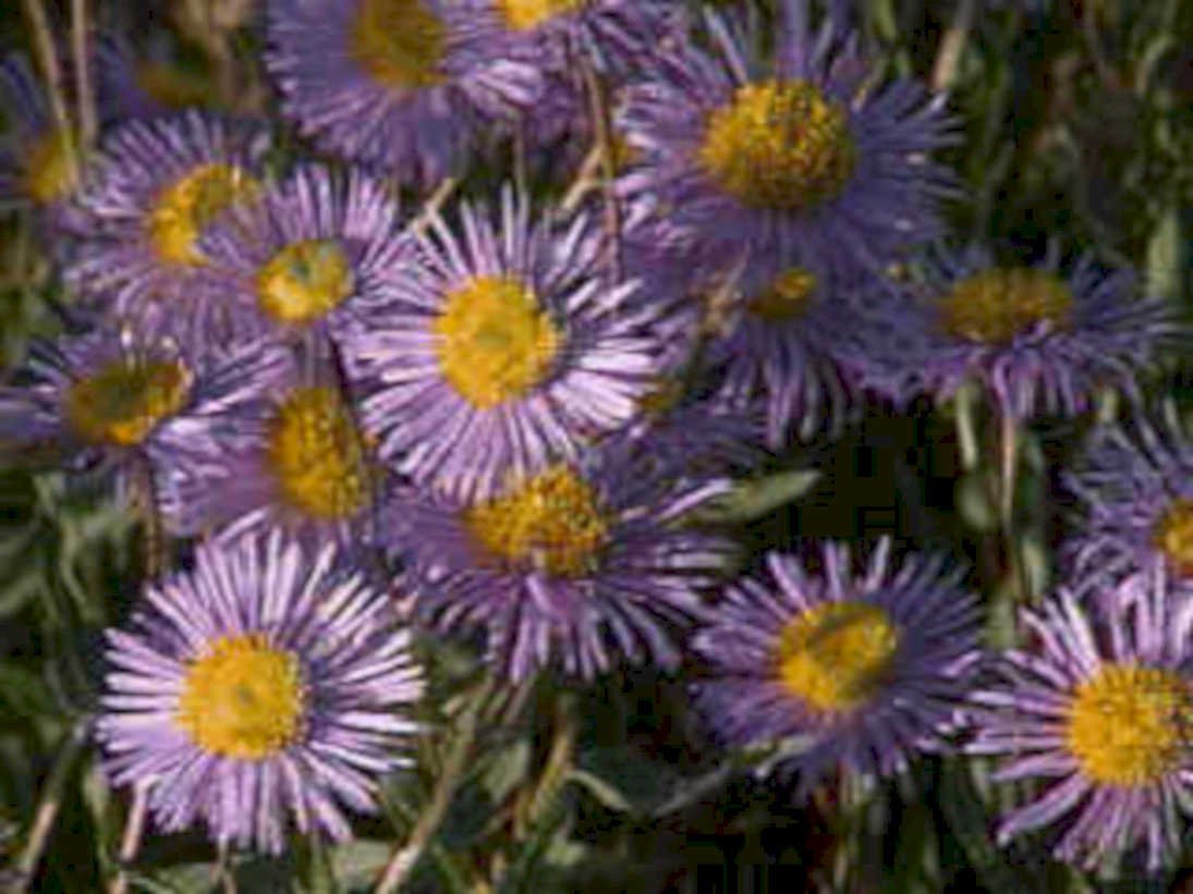 purple aster flowers1980s 1990s A4 Photo Print 42