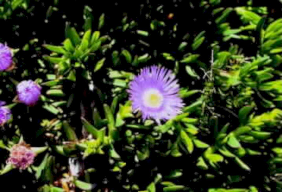 purple aster flowers1980s 1990s A4 Photo Print