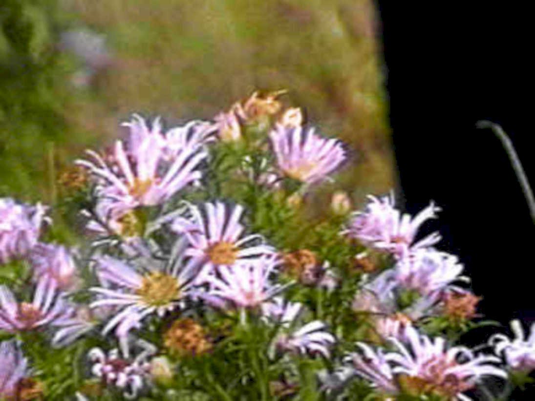 purple asters meadow1980s 1990s A4 Photo Print