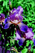 purple bearded iris1980s 1990s A4 Photo Print