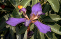 purple brugmansia flower Vintage A4 Photo Print