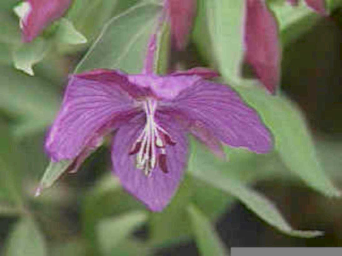 purple castilleja flower1980s 1990s A4 Photo Print
