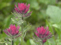 purple centaurea flowers1980s 1990s A4 Photo Print