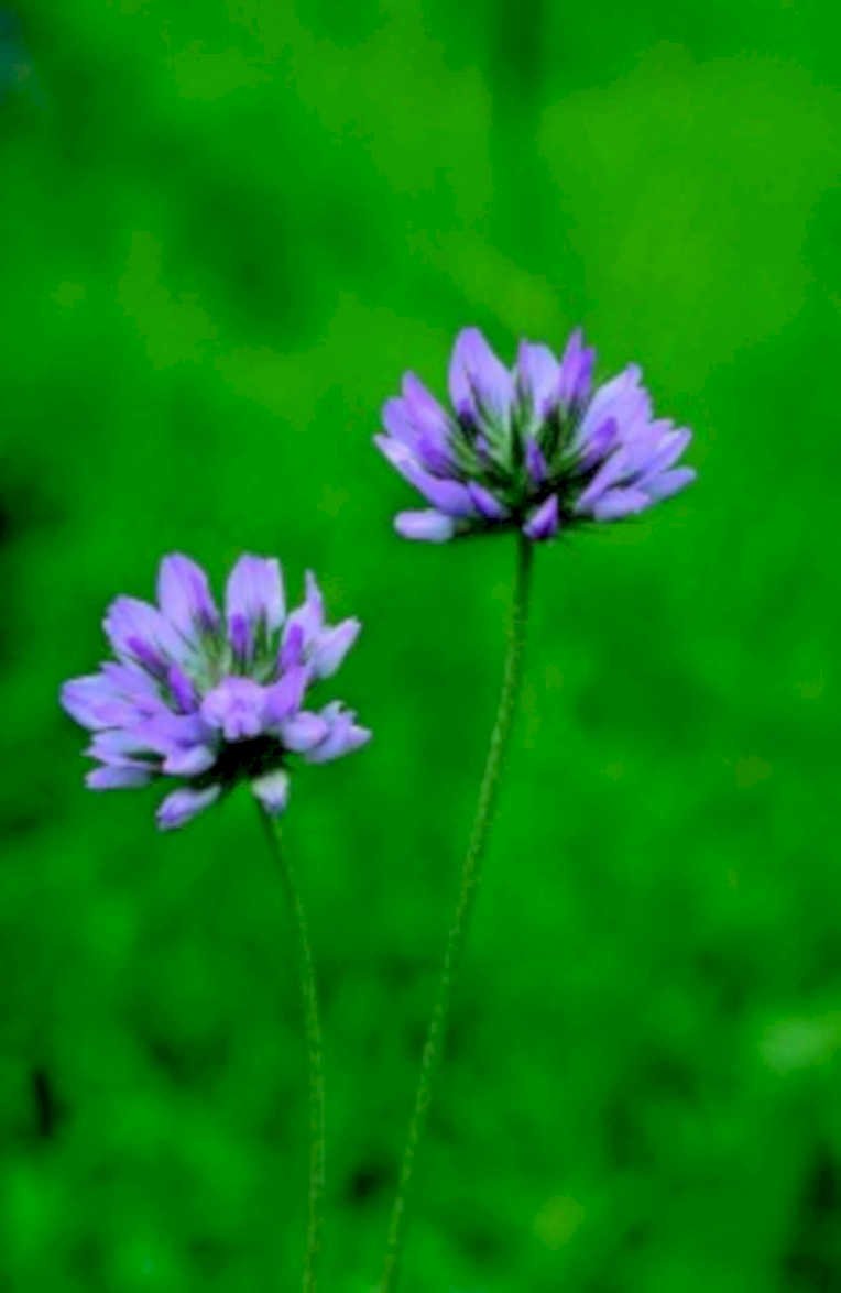 purple clover flowers1980s 1990s A4 Photo Print