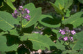 purple coneflower leaves 1980s 1990s A4 Photo Print