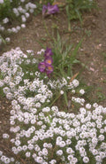 purple crocus alyssum 1980s 1990s A4 Photo Print