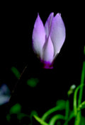 purple crocus flower1980s 1990s A4 Photo Print