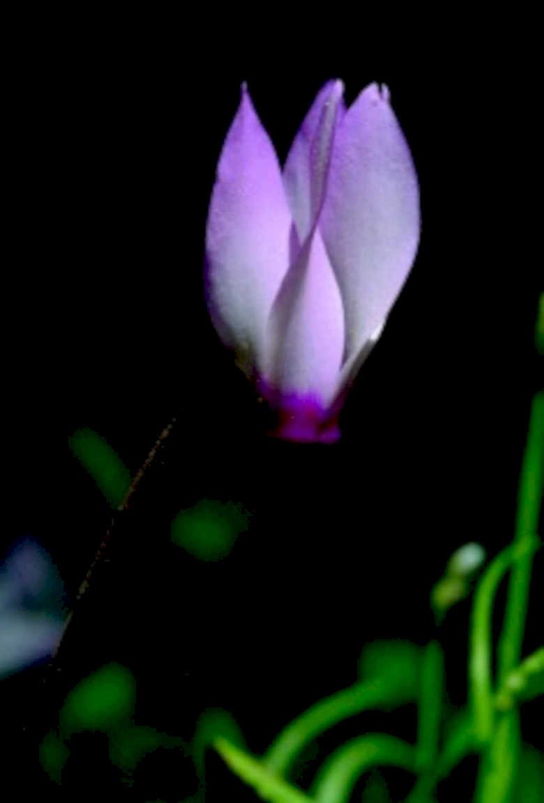purple crocus flower1980s 1990s A4 Photo Print
