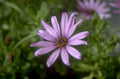 purple daisy flower 1980s 1990s A4 Photo Print