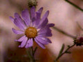 purple daisy meadow1980s 1990s A4 Photo Print