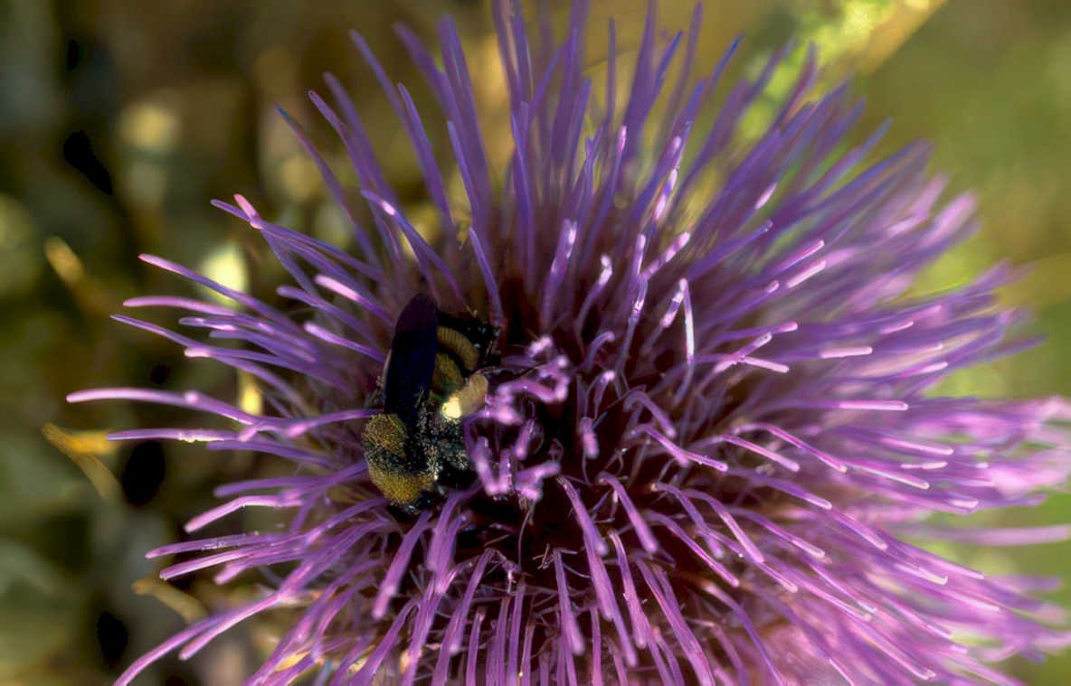 purple echinacea bee Vintage A4 Photo Print