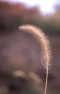 purple fescue seedhead Vintage A4 Photo Print