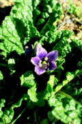 purple flower atropa1980s 1990s A4 Photo Print