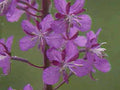 purple flowers stem1980s 1990s A4 Photo Print