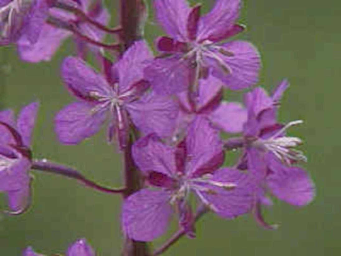 purple flowers stem1980s 1990s A4 Photo Print