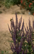 purple foxglove garden Vintage A4 Photo Print