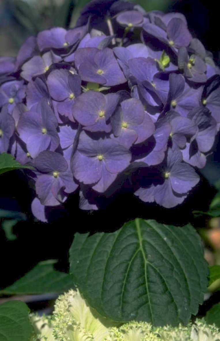 purple hydrangea bloom 1980s 1990s A4 Photo Print