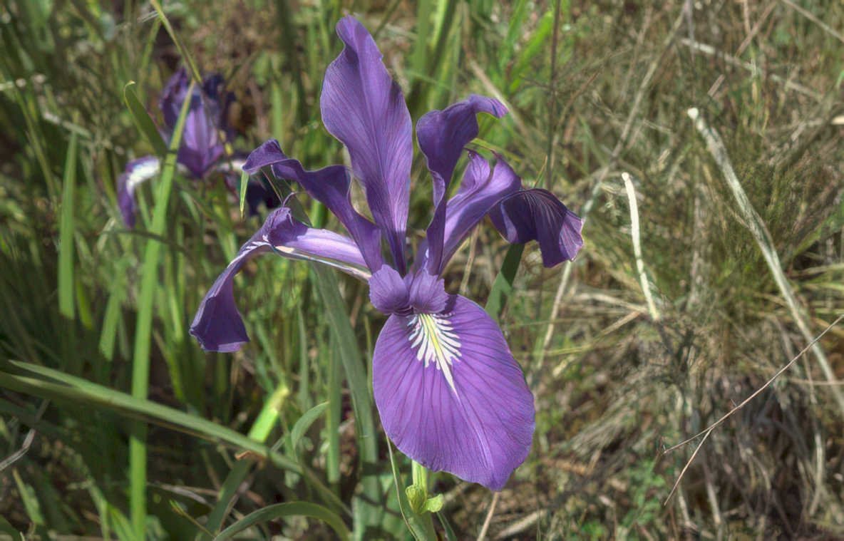 purple iris flower Vintage A4 Photo Print