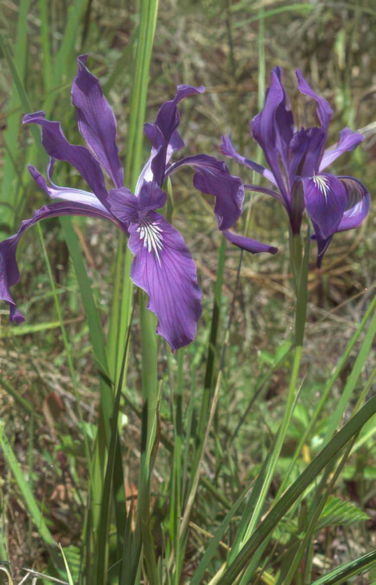 purple iris flowers Vintage A4 Photo Print