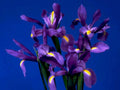 purple iris flowers1980s 1990s A4 Photo Print