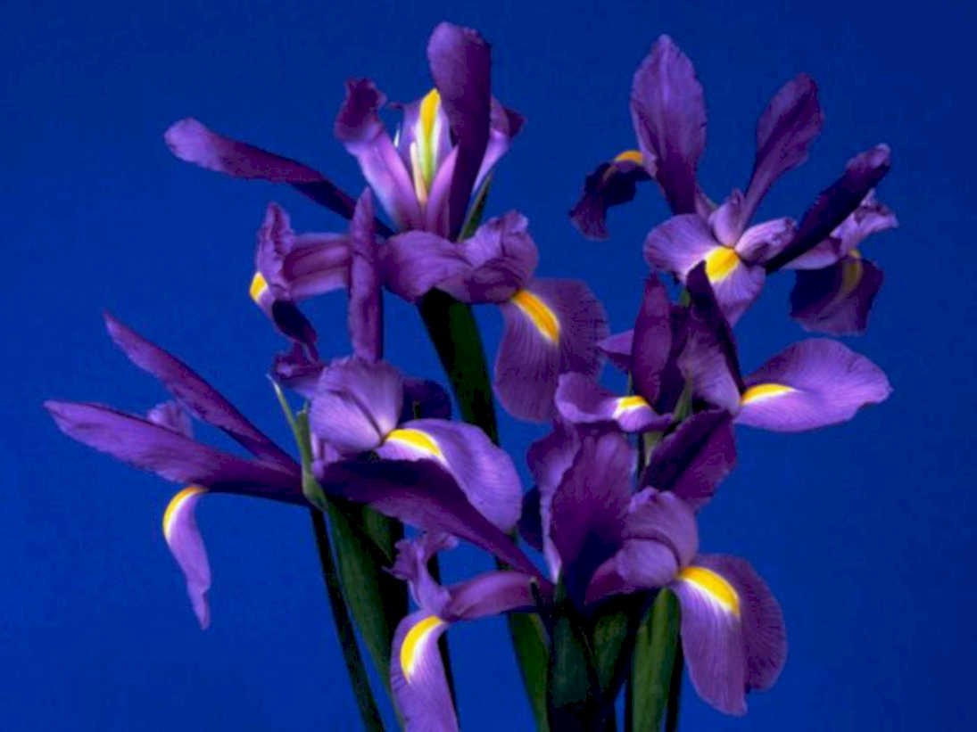 purple iris flowers1980s 1990s A4 Photo Print