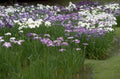 purple irises garden 1980s 1990s A4 Photo Print
