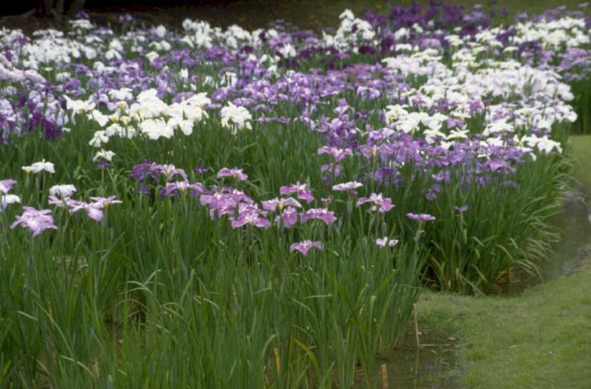 purple irises garden 1980s 1990s A4 Photo Print