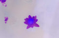 purple lotus reflection Vintage A4 Photo Print